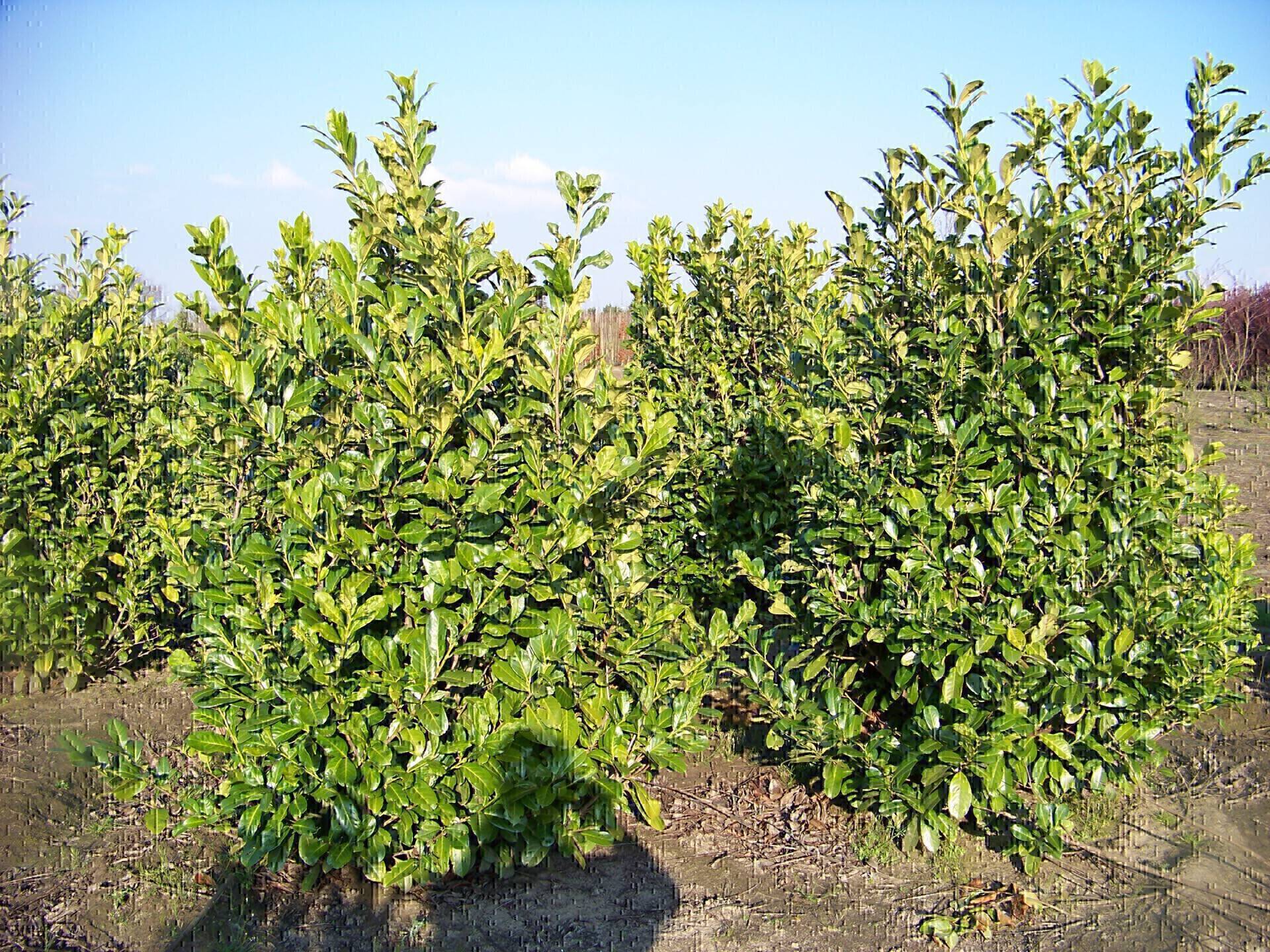 Prunus laurocerasus Rotundifolia_03